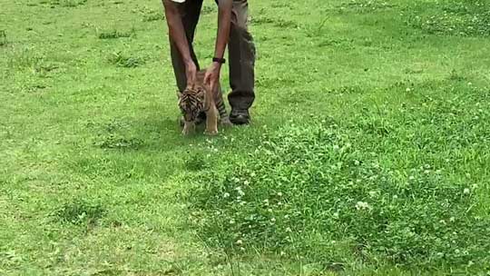 トラ 赤ちゃん 秋吉台 サファリランド