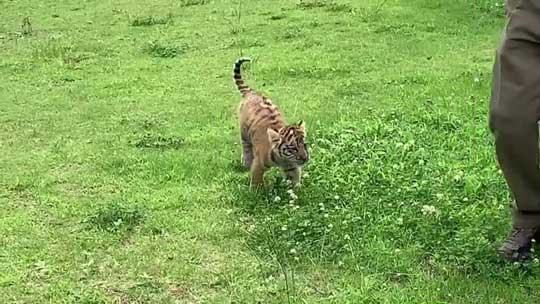 トラ 赤ちゃん 秋吉台 サファリランド