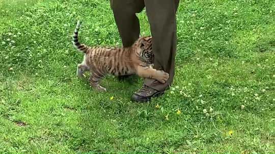 トラ 赤ちゃん 秋吉台 サファリランド