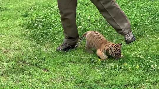 トラ 赤ちゃん 秋吉台 サファリランド