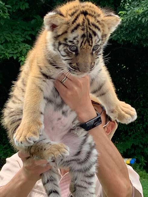 トラ 赤ちゃん 秋吉台 サファリランド