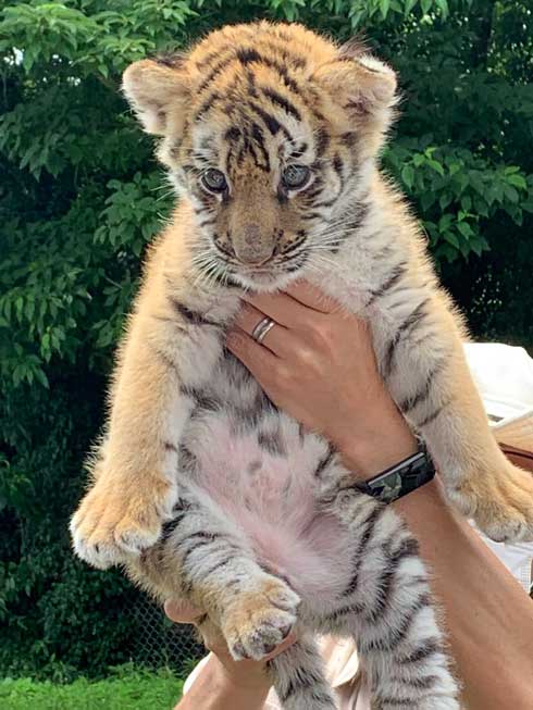 トラ 赤ちゃん 秋吉台 サファリランド