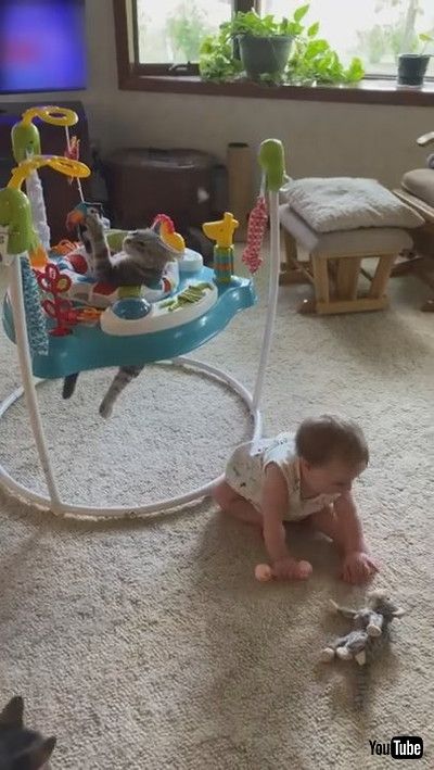 「Cute Kitty Plays in Baby Bouncer || ViralHog」