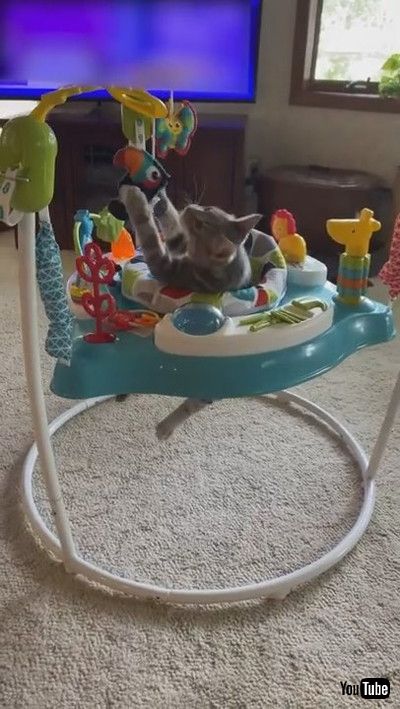 「Cute Kitty Plays in Baby Bouncer || ViralHog」