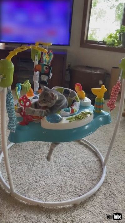 「Cute Kitty Plays in Baby Bouncer || ViralHog」