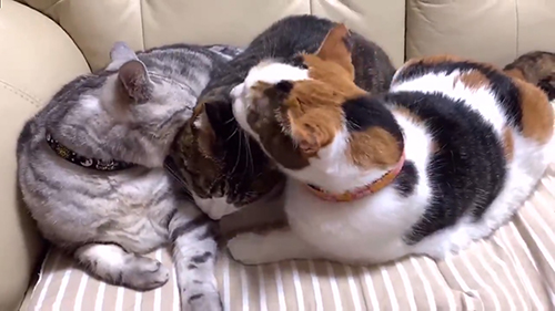 いわたり猫ちゃん2