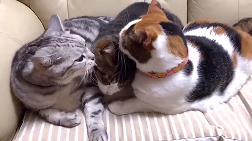 いわたり猫ちゃん3