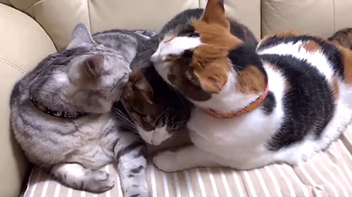 いわたり猫ちゃん4