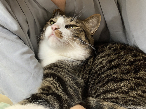 甘えん坊とげまるくん