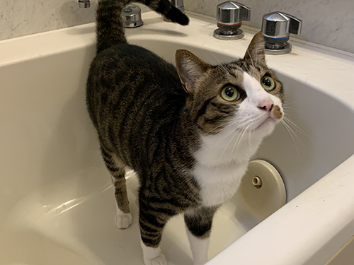 おめめキラキラとげまるくん