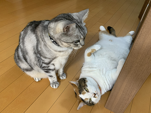 サスケくんとサクラちゃん