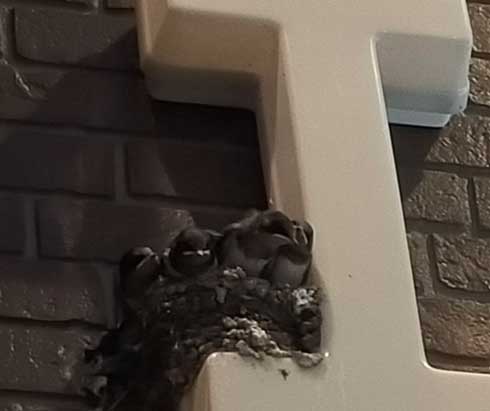 ローソン ツバメ 照明を落とす 