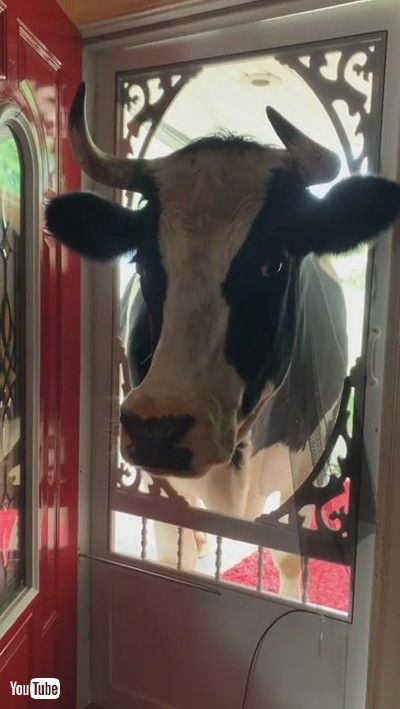 「Lonely Cow Breaks Door to Be Closer || ViralHog」