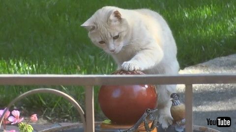 「Cat Plays With Water From Fountain By Placing Their Paw On Top Of It - 1180400」