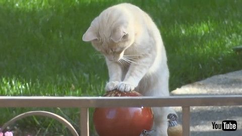 「Cat Plays With Water From Fountain By Placing Their Paw On Top Of It - 1180400」
