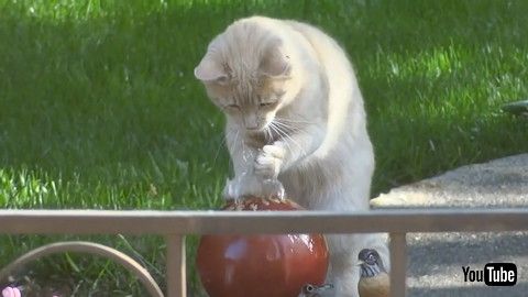 「Cat Plays With Water From Fountain By Placing Their Paw On Top Of It - 1180400」