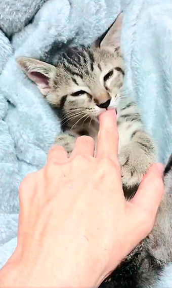 しぴ（ソマリ）と、突然現れた保護猫ちゃんの記録