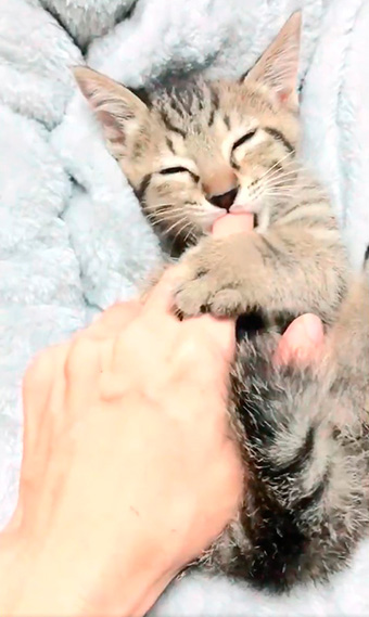 しぴ（ソマリ）と、突然現れた保護猫ちゃんの記録