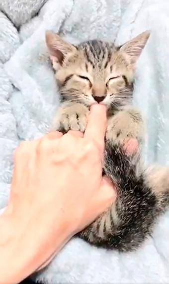 しぴ（ソマリ）と、突然現れた保護猫ちゃんの記録