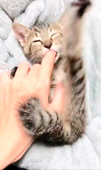 しぴ（ソマリ）と、突然現れた保護猫ちゃんの記録