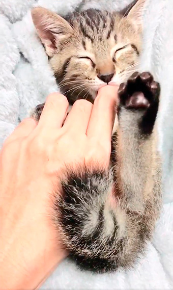 しぴ（ソマリ）と、突然現れた保護猫ちゃんの記録