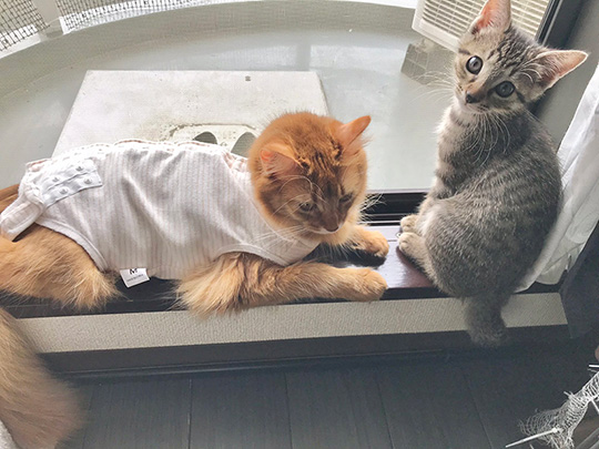 しぴ（ソマリ）と、突然現れた保護猫ちゃんの記録