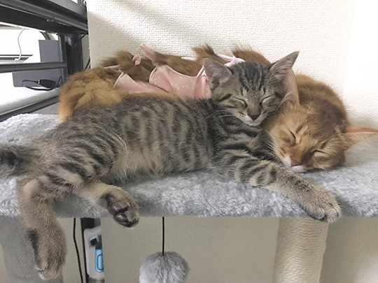 しぴ（ソマリ）と、突然現れた保護猫ちゃんの記録