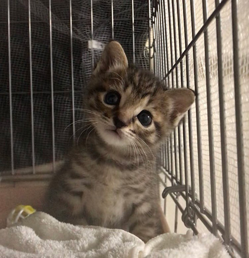 しぴ（ソマリ）と、突然現れた保護猫ちゃんの記録