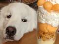 犬「全部1人で食べるんだ？　へぇ〜……」　飼い主のパフェをうらやましそうに見るデカモフワンコがかわいい