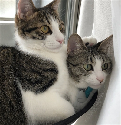 食いしん坊な猫ちゃん