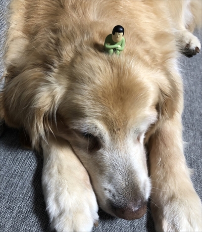 食いしん坊な猫ちゃん