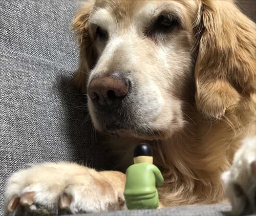 食いしん坊な猫ちゃん