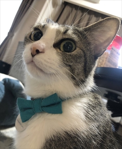 食いしん坊な猫ちゃん