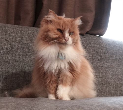 食いしん坊な猫ちゃん