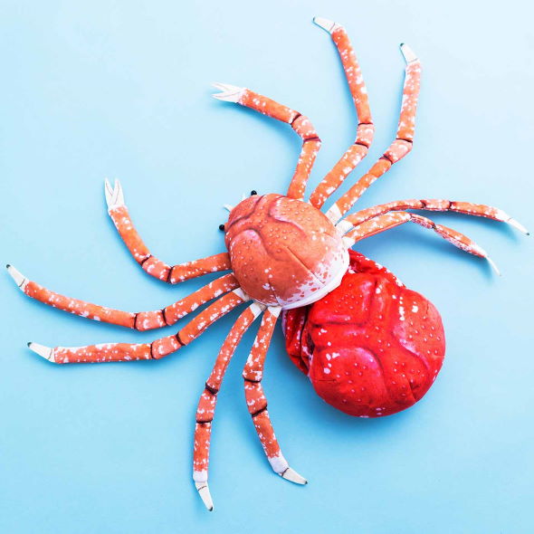 タカアシガニ 脱皮 ぬいぐるみ 新江ノ島水族館 フェリシモ