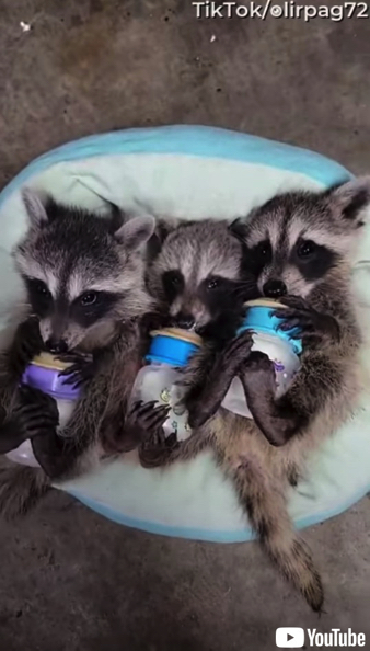 哺乳瓶でミルクを飲むアライグマの赤ちゃん