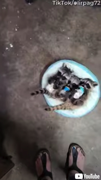 哺乳瓶でミルクを飲むアライグマの赤ちゃん