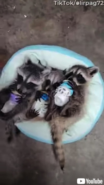 哺乳瓶でミルクを飲むアライグマの赤ちゃん