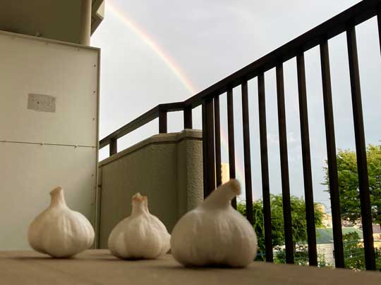 にんにく 虹を眺めている素材 写真