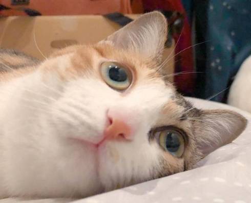 猫 こよりちゃん 何も考えてない顔
