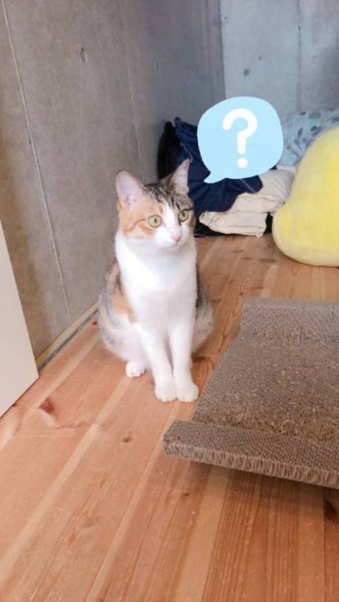 猫 こよりちゃん 何も考えてない顔