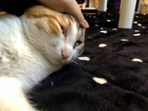 猫 こよりちゃん 何も考えてない顔