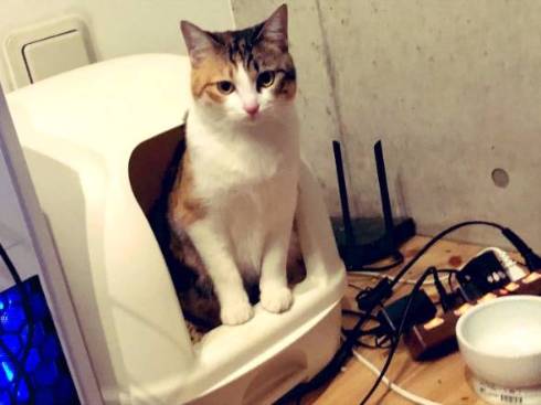 猫 こよりちゃん 何も考えてない顔