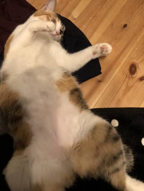 猫 こよりちゃん 何も考えてない顔