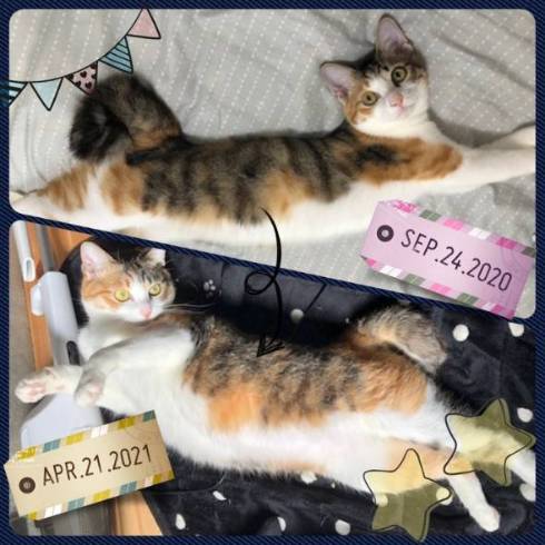 猫 こよりちゃん 何も考えてない顔