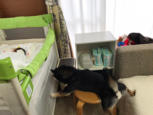 ずっこけちゃったおはぎくん