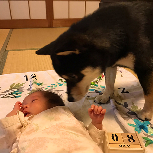 妹ちゃんに顔を近づけるおはぎくん