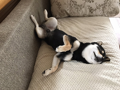 へそ天おはぎくん