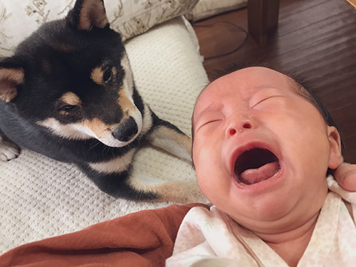 泣く妹ちゃんとおはぎくん