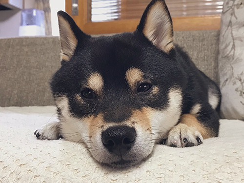 おはぎくん正面アップ